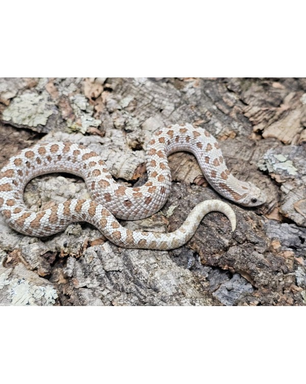 Hognose - Frosted - Male 